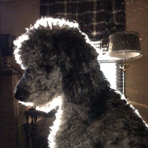 Meet your Posher, Paul